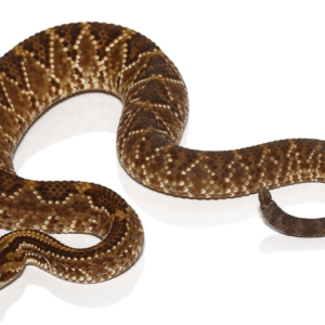 Baby Cascabel Rattlesnake