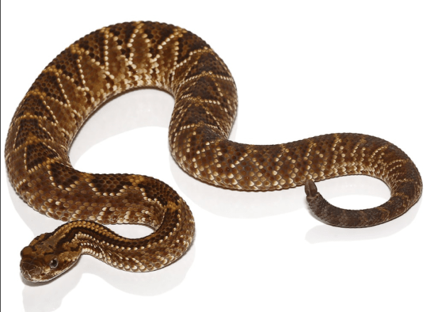 Baby Cascabel Rattlesnake