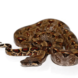 Baby Central American Boa