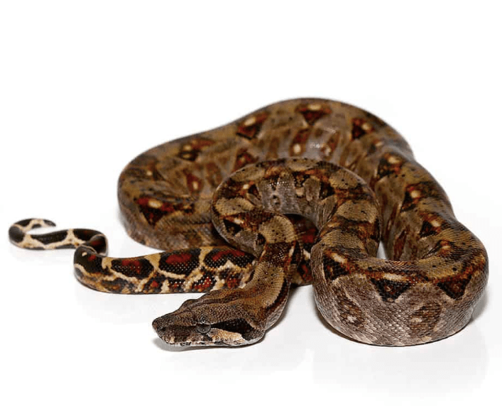 Baby Central American Boa