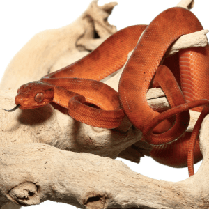 Baby Colored Red Amazon Tree Boa