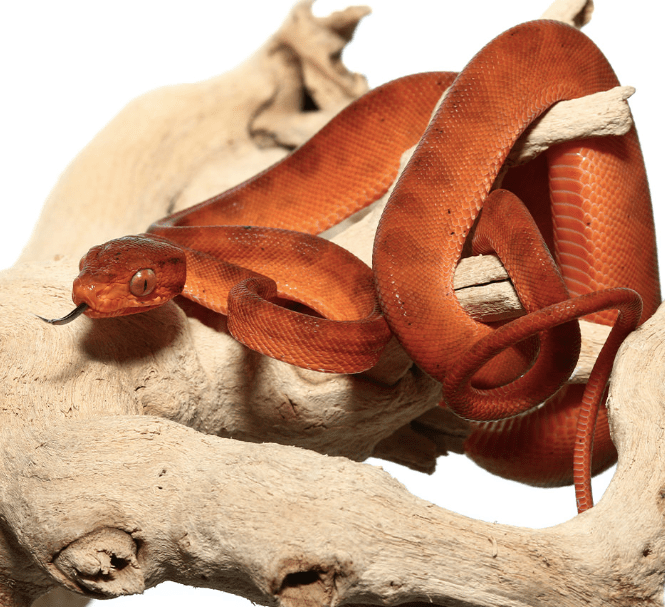 Baby Colored Red Amazon Tree Boa