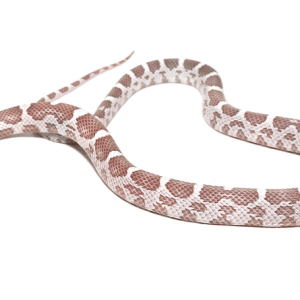 Baby Coral Ghost Corn snake