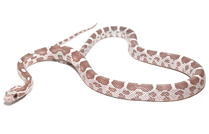 Baby Coral Ghost Corn snake