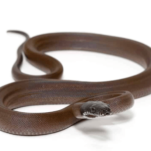 Baby D’Alberts White Lipped Python