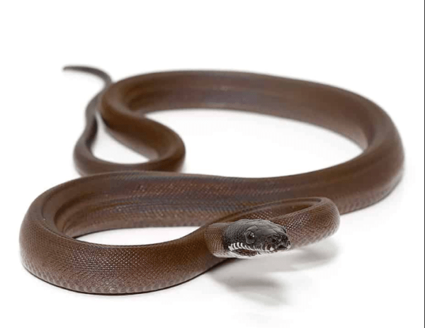 Baby D’Alberts White Lipped Python