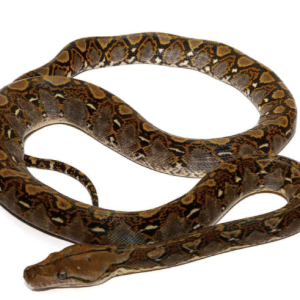Baby Dwarf Reticulated Python