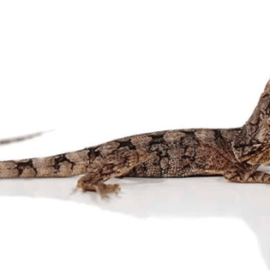 Baby Frilled Dragon For Sale