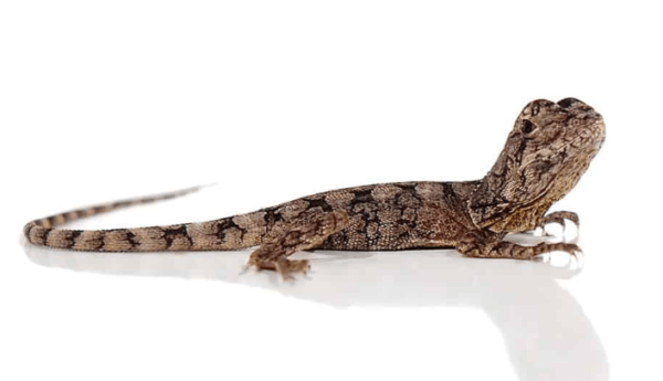 Baby Frilled Dragon For Sale