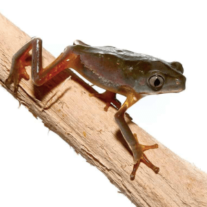 Baby Giant Waxy Monkey Tree Frog
