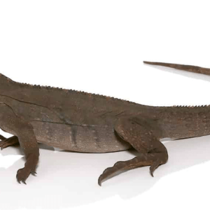 Baby Grand Cayman Blue Iguana For Sale