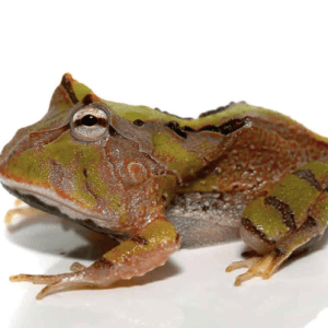 Baby Green Suriname Horned Frog