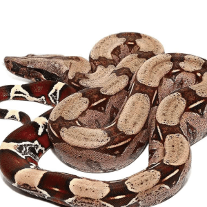 Baby Guyana Red Tail Boa
