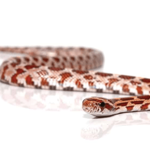 Baby Hypo Corn snake