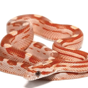 Baby Motley Corn snake
