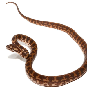 Baby Irian Jaya Carpet Python