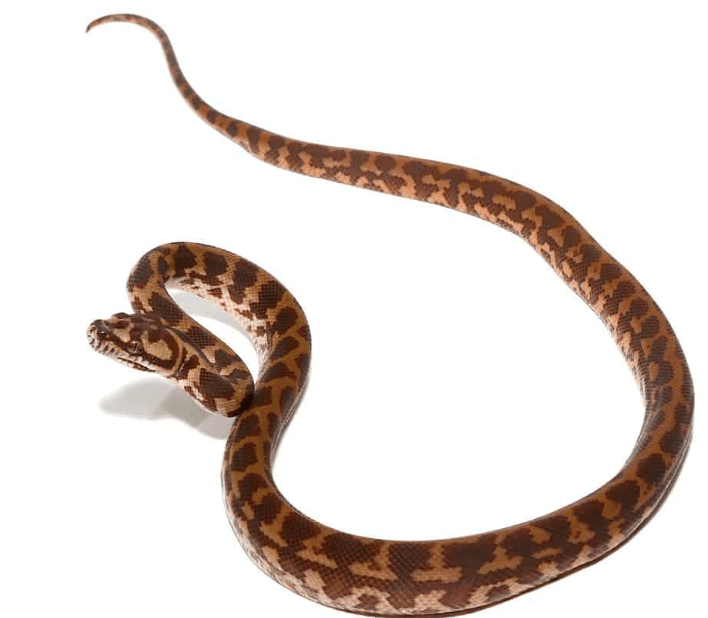 Baby Irian Jaya Carpet Python