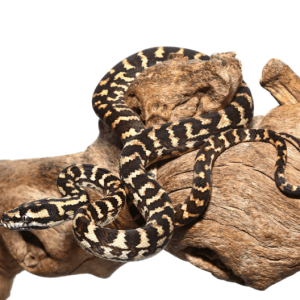 Baby Jungle Carpet Python