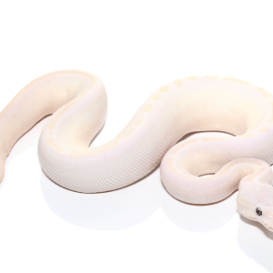 Baby Karma Ball Python