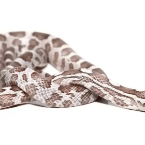 Baby Lavender Corn snake