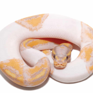 Baby Banana Pied Ball Python