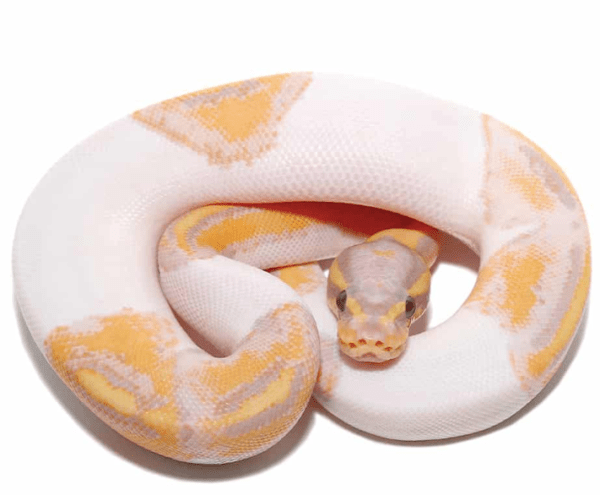 Baby Banana Pied Ball Python