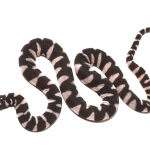 Baby Marine File Snake