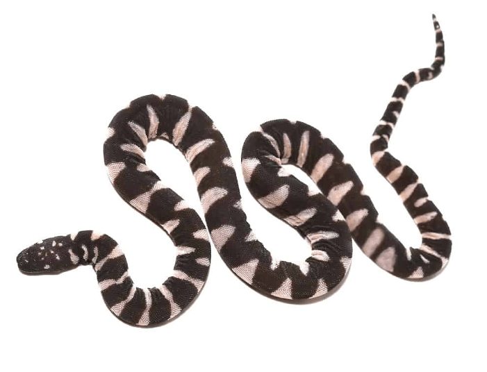 Baby Marine File Snake