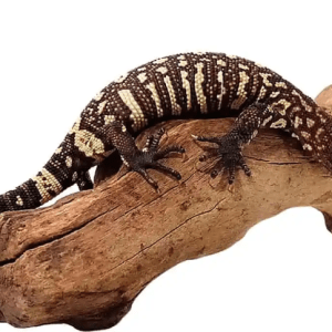 Baby Mexican Beaded Lizard