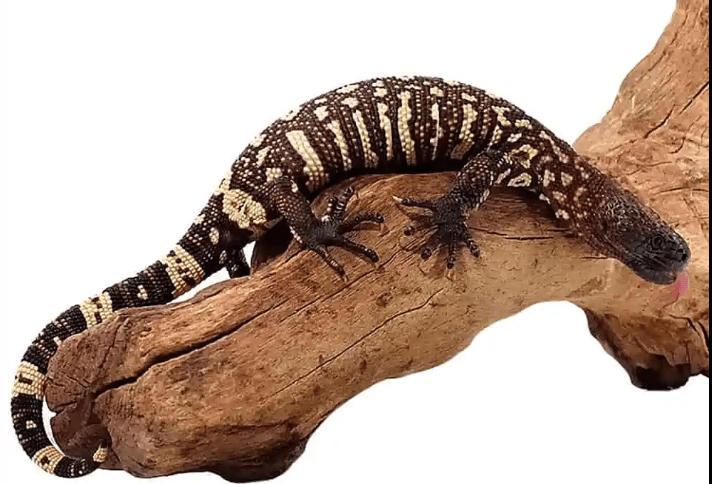 Baby Mexican Beaded Lizard