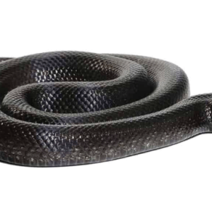 Baby Mexican Black Kingsnake