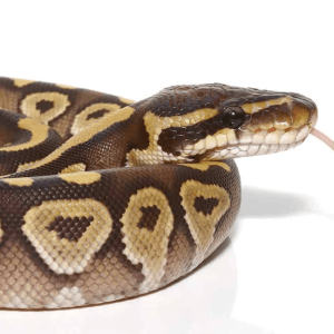 Baby Mojave Ball Python