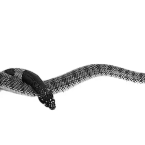 Baby Nimibian Coral Cobra