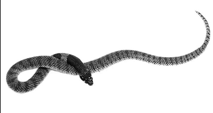 Baby Nimibian Coral Cobra