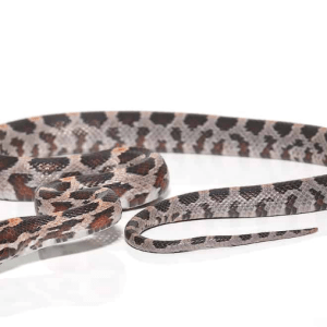 Baby Okeetee Corn snake
