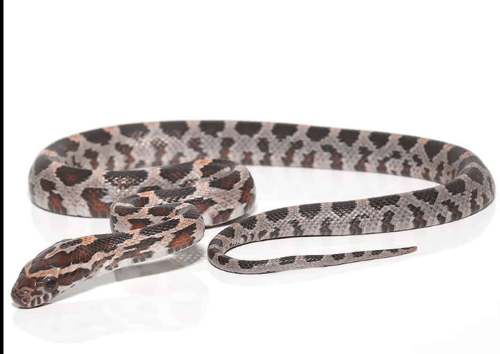 Baby Okeetee Corn snake