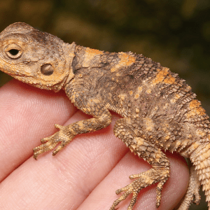 Baby Painted Agama For Sale