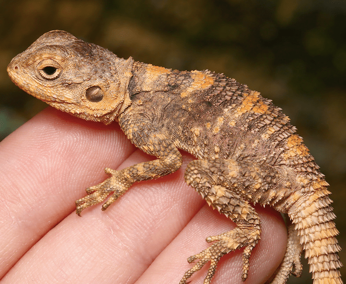 Baby Painted Agama For Sale