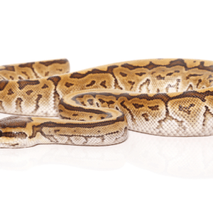 Baby Phantom Pinstripe ball Python