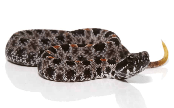 Baby Pygmy Rattlesnake