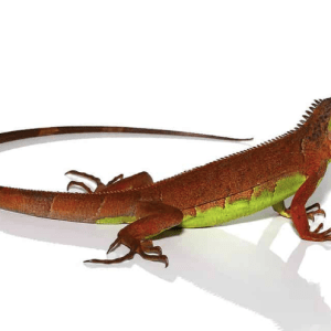 Baby Red Iguana For Sale