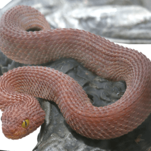 Baby Red Patternless Squamigera Bush Viper