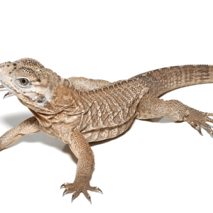 Baby Rhino Iguana For Sale