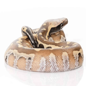 Baby Sumatran Blood Python