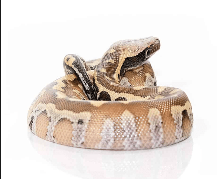 Baby Sumatran Blood Python