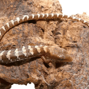 Baby Texas Alligator Lizard For Sale