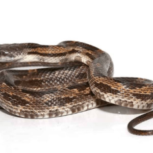 Baby Texas Rat snake