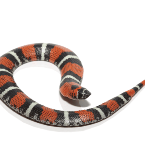 Baby Tricolor Hognose Snake