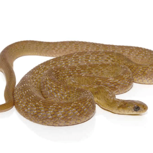 Baby West African Egg Eating Snake