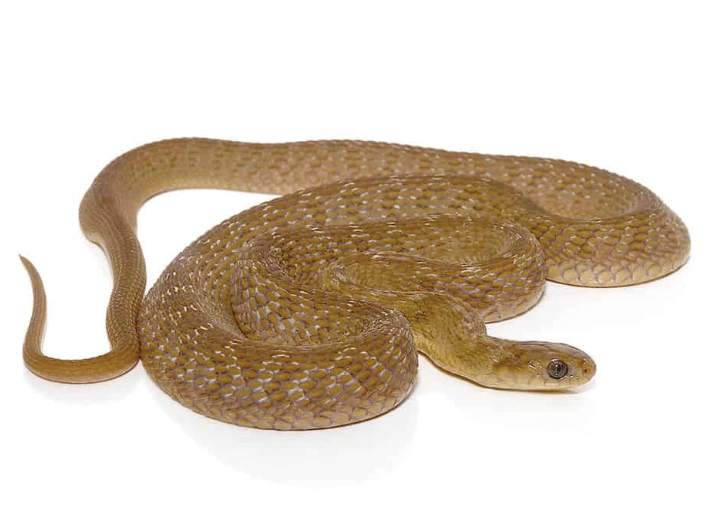 Baby West African Egg Eating Snake